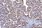 Anti-FEN1 Antibody Picoband™ (monoclonal, 6F3F2)